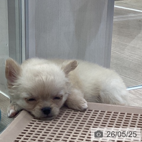 埼玉県のチワワ(ロング) (ペットプラス 上尾店/2026年3月17日生まれ/女の子/クリーム)の子犬の3枚目の画像