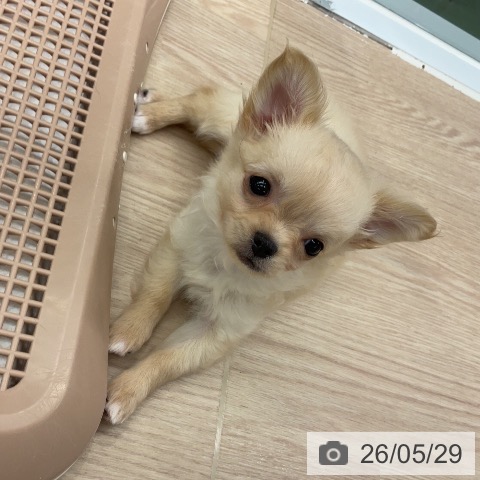 埼玉県のチワワ(ロング) (ペットプラス 上尾店/2026年3月17日生まれ/女の子/クリーム)の子犬の3枚目の画像