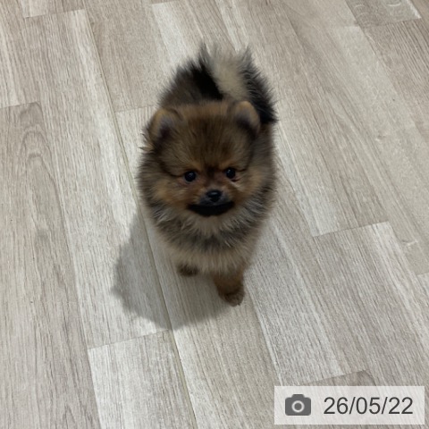 長野県のポメラニアン (ペットプラス 上田店/2026年3月19日生まれ/女の子/オレンジ)の子犬の4枚目の画像