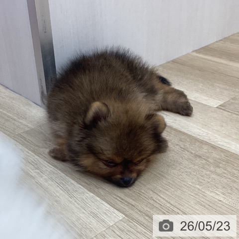 長野県のポメラニアン (ペットプラス 上田店/2026年3月19日生まれ/女の子/オレンジ)の子犬の3枚目の画像