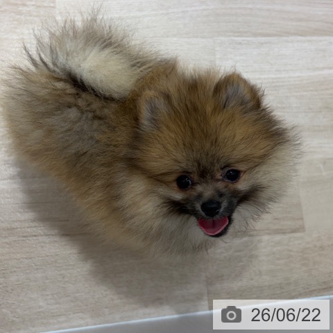 長野県のポメラニアン (ペットプラス 長野店/2026年3月18日生まれ/女の子/オレンジ)の子犬の4枚目の画像