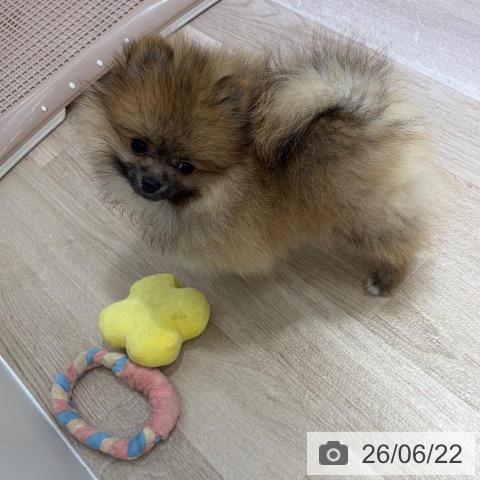 長野県のポメラニアン (ペットプラス 長野店/2026年3月18日生まれ/女の子/オレンジ)の子犬の3枚目の画像