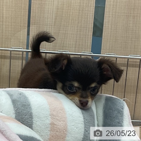 埼玉県のチワワ(ロング) (ペッツワン 浦和美園店/2026年3月19日生まれ/女の子/チョコレートタンホワイト)の子犬の3枚目の画像