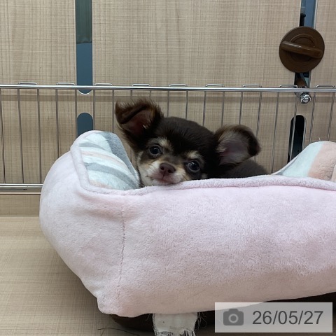 埼玉県のチワワ(ロング) (ペッツワン 浦和美園店/2026年3月19日生まれ/女の子/チョコレートタンホワイト)の子犬の4枚目の画像