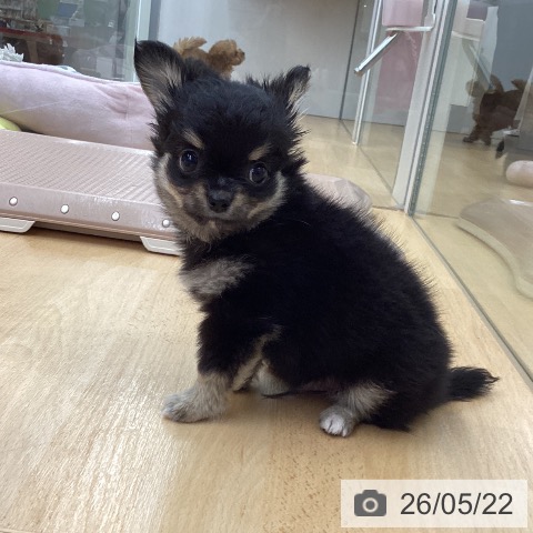 埼玉県のチワワ(ロング) (ペットプラス 浦和美園店/2026年3月18日生まれ/男の子/ブラックタンホワイト)の子犬の4枚目の画像