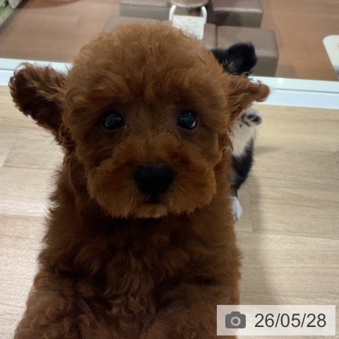 神奈川県のトイプードル(トイ) (ペットプラス 湘南平塚店/2026年3月20日生まれ/男の子/レッド)の子犬の3枚目の画像