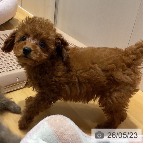 埼玉県のトイプードル(トイ) (ペットプラス 与野店/2026年3月20日生まれ/男の子/レッド)の子犬の4枚目の画像