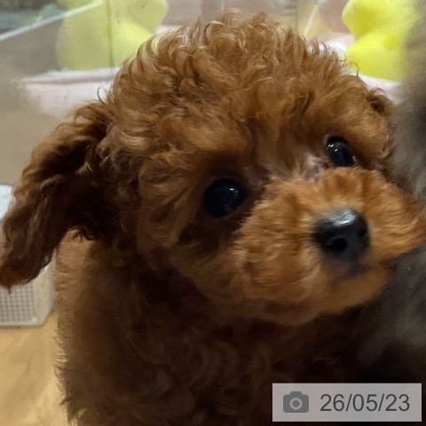 埼玉県のトイプードル(トイ) (ペットプラス 与野店/2026年3月20日生まれ/男の子/レッド)の子犬の3枚目の画像