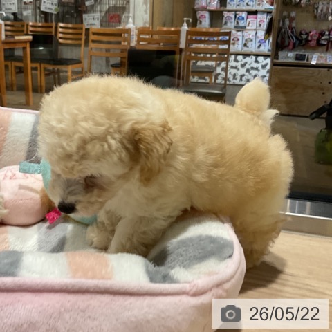 埼玉県のトイプードル(トイ) (ペットプラス コクーンシティ店/2026年3月20日生まれ/男の子/アプリコット)の子犬の4枚目の画像