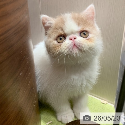 千葉県のエキゾチック (ペットプラス 幕張新都心店/2026年3月16日生まれ/男の子/クリームホワイト)の子猫の3枚目の画像