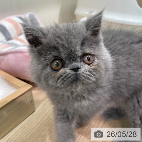 東京都のエキゾチック (ペットプラス 大井町トラックス店/2026年3月16日生まれ/女の子/ブルー)の子猫の4枚目の画像