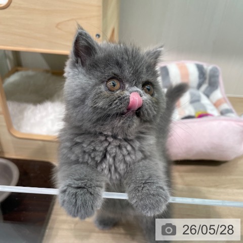 東京都のエキゾチック (ペットプラス 大井町トラックス店/2026年3月16日生まれ/女の子/ブルー)の子猫の3枚目の画像