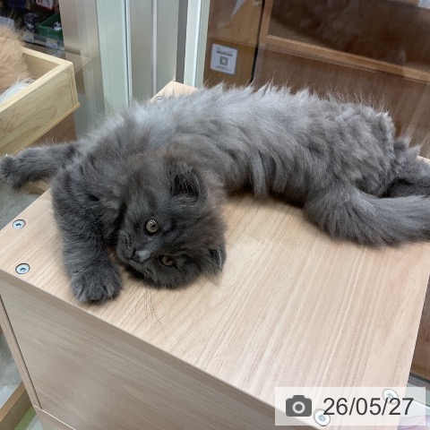 千葉県のスコティッシュフォールド (ペットプラス 成田店/2026年3月11日生まれ/男の子/ブルー)の子猫の4枚目の画像