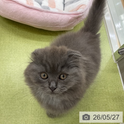 千葉県のスコティッシュフォールド (ペットプラス 成田店/2026年3月11日生まれ/男の子/ブルー)の子猫の3枚目の画像