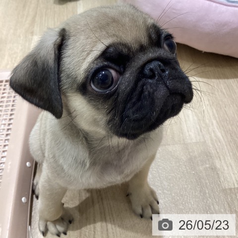 パグの写真