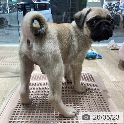 パグの写真