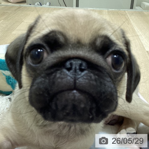 長野県のパグ (ペットプラス 須坂店/2026年3月13日生まれ/男の子/フォーン)の子犬の4枚目の画像