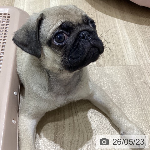 パグの写真