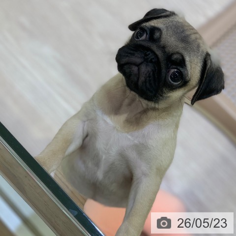 千葉県のパグ (ペットプラス 幕張新都心店/2026年3月13日生まれ/女の子/フォーン)の子犬の4枚目の画像