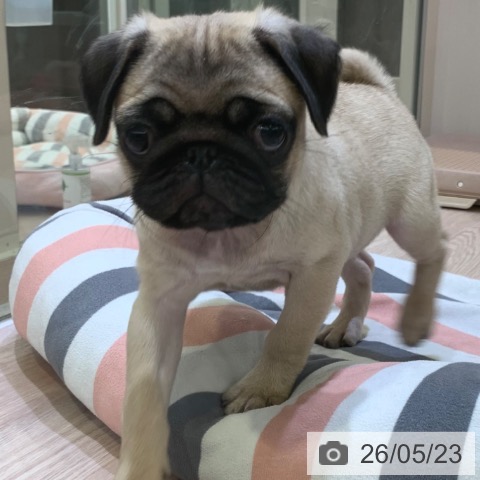 千葉県のパグ (ペットプラス 幕張新都心店/2026年3月13日生まれ/女の子/フォーン)の子犬の3枚目の画像