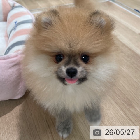東京都のポメラニアン (ペットプラス 大井町トラックス店/2026年3月21日生まれ/男の子/オレンジ)の子犬の3枚目の画像