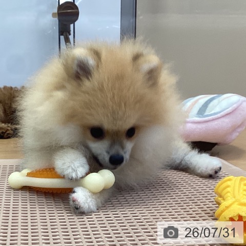神奈川県のポメラニアン (ペッツワン 横須賀久里浜店/2026年3月21日生まれ/男の子/オレンジ)の子犬の4枚目の画像