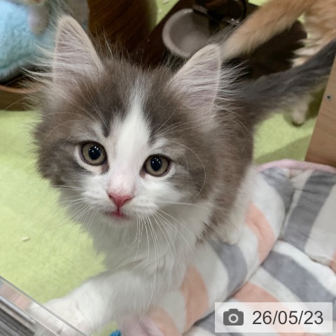 千葉県のノルウェージャンフォレストキャット (ペットプラス 幕張新都心店/2026年3月20日生まれ/女の子/ブルーマッカレルタビーホワイト)の子猫の3枚目の画像