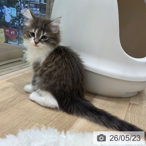 ノルウェージャンフォレストキャットの写真