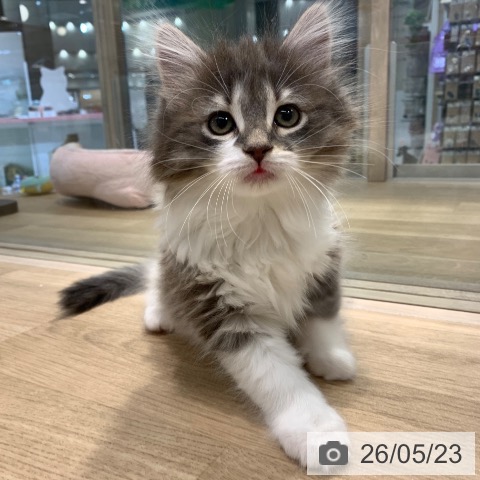 ノルウェージャンフォレストキャットの写真