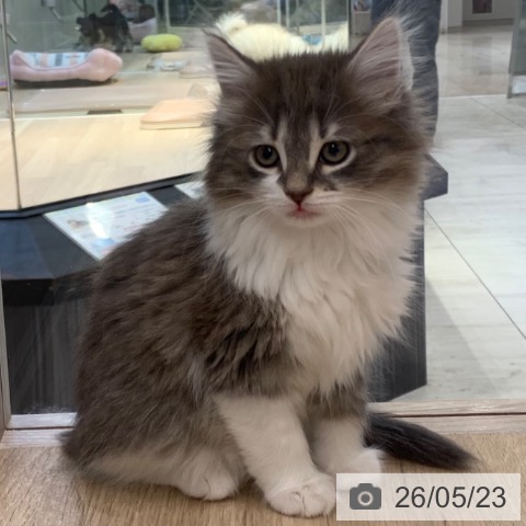 ノルウェージャンフォレストキャットの写真