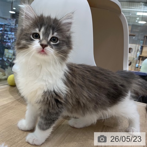 ノルウェージャンフォレストキャットの写真