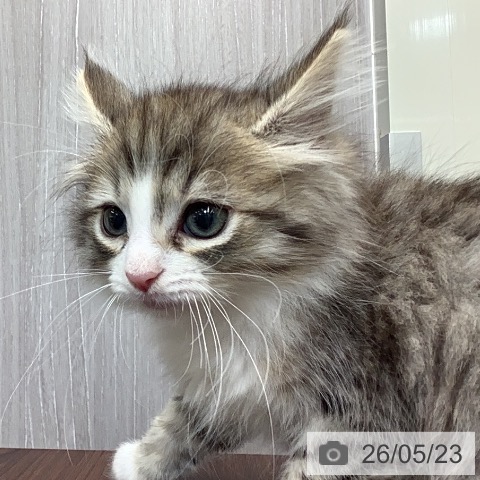 東京都のノルウェージャンフォレストキャット (ペットプラス 日の出店/2026年3月14日生まれ/男の子/ブラウンマッカレルタビーホワイト)の子猫の3枚目の画像