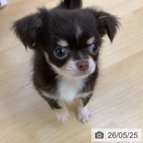 チワワの写真