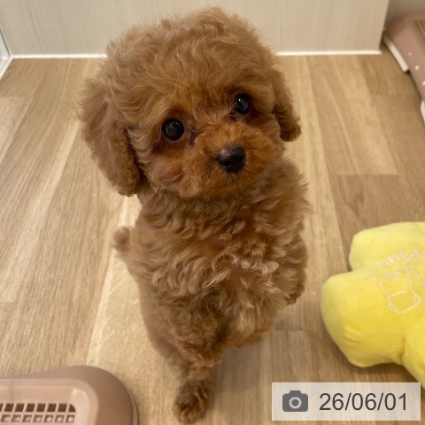 神奈川県のトイプードル(トイ) (ペットプラス テラスモール湘南店/2026年3月21日生まれ/男の子/レッド)の子犬の3枚目の画像