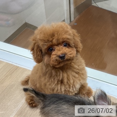 神奈川県のトイプードル(トイ) (ペットプラス 湘南平塚店/2026年3月21日生まれ/男の子/レッド)の子犬の3枚目の画像
