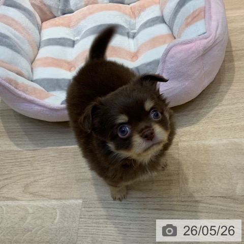 チワワの写真
