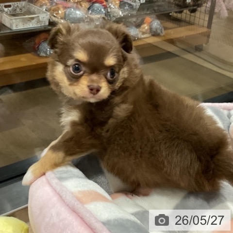 チワワの写真