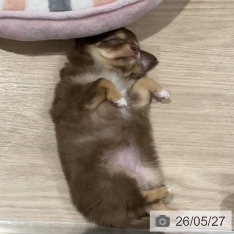 チワワの写真