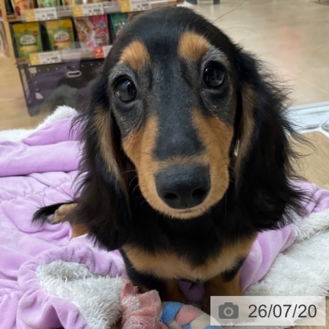 長野県のミニチュアダックスフンド(ロング) (ペットプラス 上田店/2026年3月25日生まれ/男の子/ブラックタン)の子犬の4枚目の画像