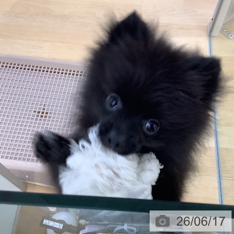 埼玉県のポメラニアン (ペットプラス 羽生店/2026年3月23日生まれ/男の子/ブラック)の子犬の4枚目の画像
