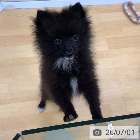 ポメラニアンの写真