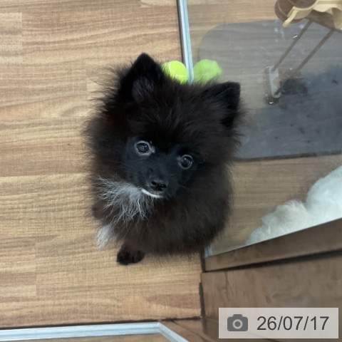 ポメラニアンの写真
