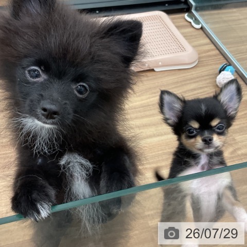 ポメラニアンの写真