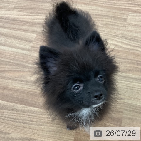 ポメラニアンの写真