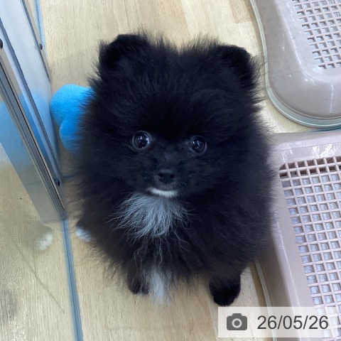 埼玉県のポメラニアン (ペットプラス 羽生店/2026年3月23日生まれ/男の子/ブラック)の子犬の3枚目の画像