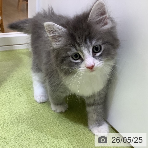 ノルウェージャンフォレストキャットの写真