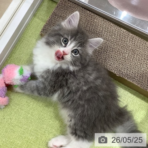 ノルウェージャンフォレストキャットの写真
