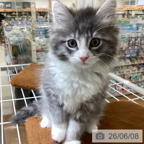 埼玉県のノルウェージャンフォレストキャット (ペットプラス 羽生店/2026年3月26日生まれ/男の子/ブルーマッカレルタビーホワイト)の子猫の3枚目の画像