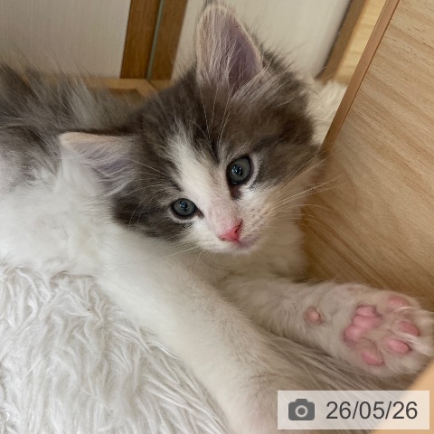 ノルウェージャンフォレストキャットの写真