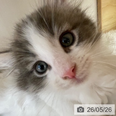 ノルウェージャンフォレストキャットの写真